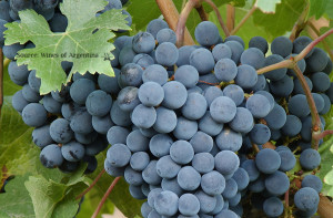 Argentina Bonarda Grape Vine 2