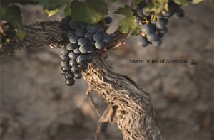 Argentina Malbec Old Vine