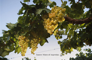 Argentina Torrontes Grape Vine