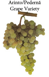 Arinto Grape Variety of Portugal