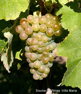 SAUVIGNON-BLANC  Grapes from VILLA MARIA