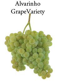 alvarinho grape variety